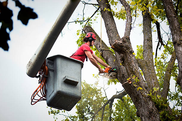 How Our Tree Care Process Works  in Loveland Park, OH